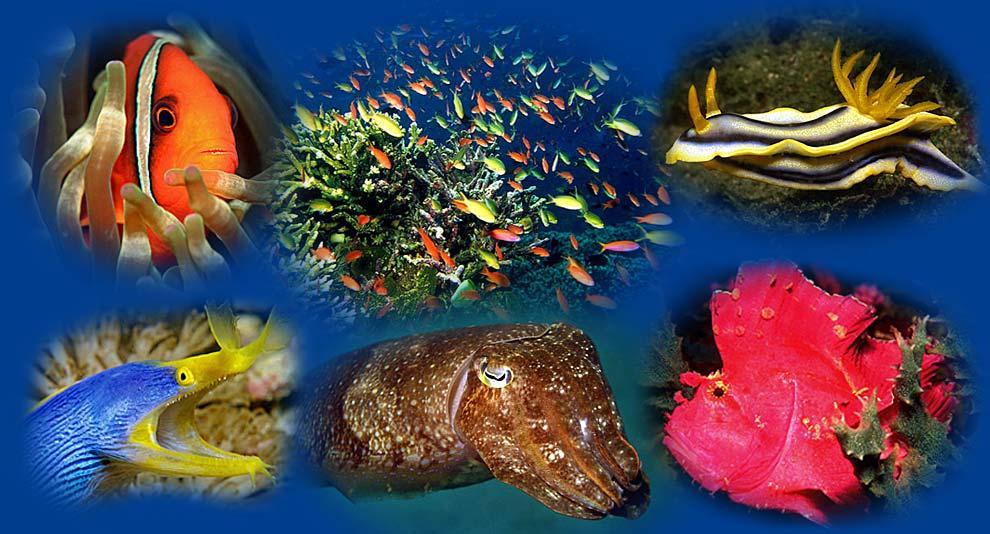 Unterwasserwelt von Dauin, Dumaguete und Umgebung