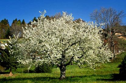 Ein Kirschbaum in Blüte