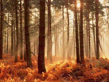 Herbstwald mit Morgensonne
